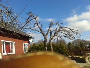 Õunapuude lõikus 