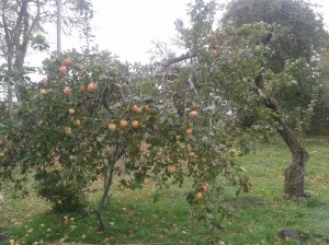 Õunapuude lõikus-2
